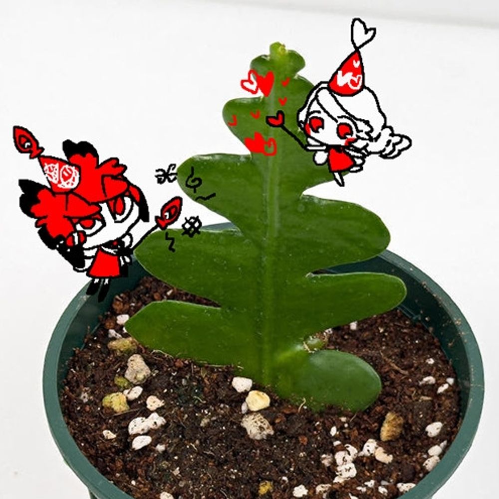 Sukunu
