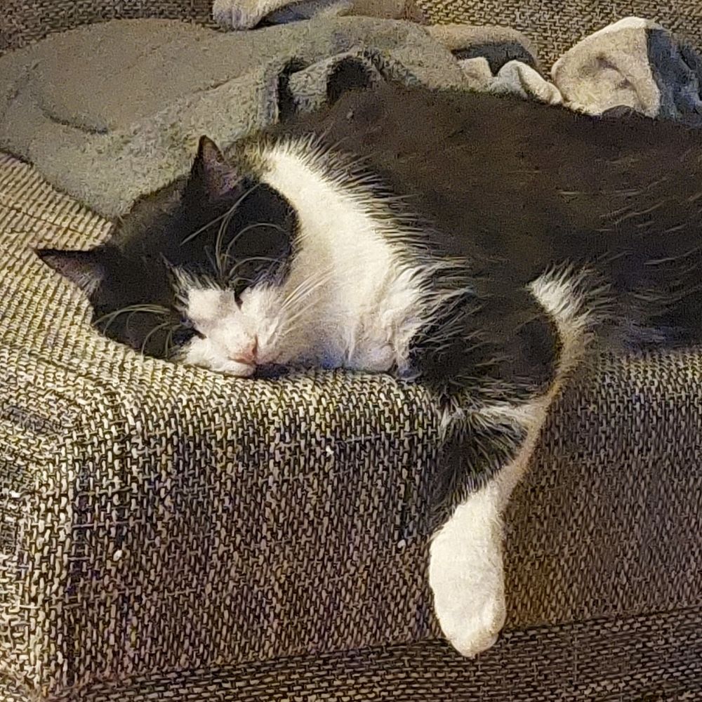 Juno_Cat