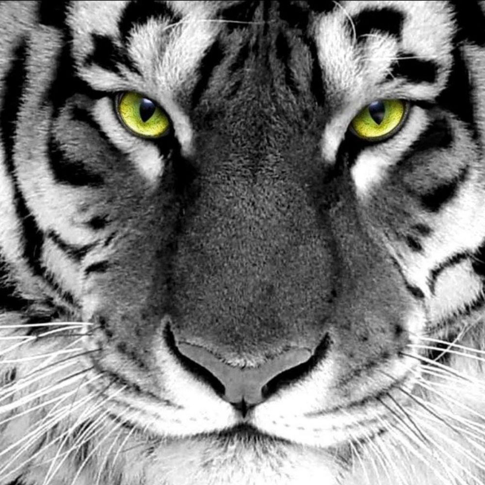 Profile picture tigertuff21.bsky.social