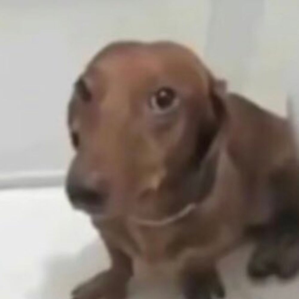 malu ?