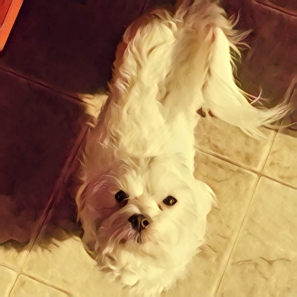 My name is Bibbles