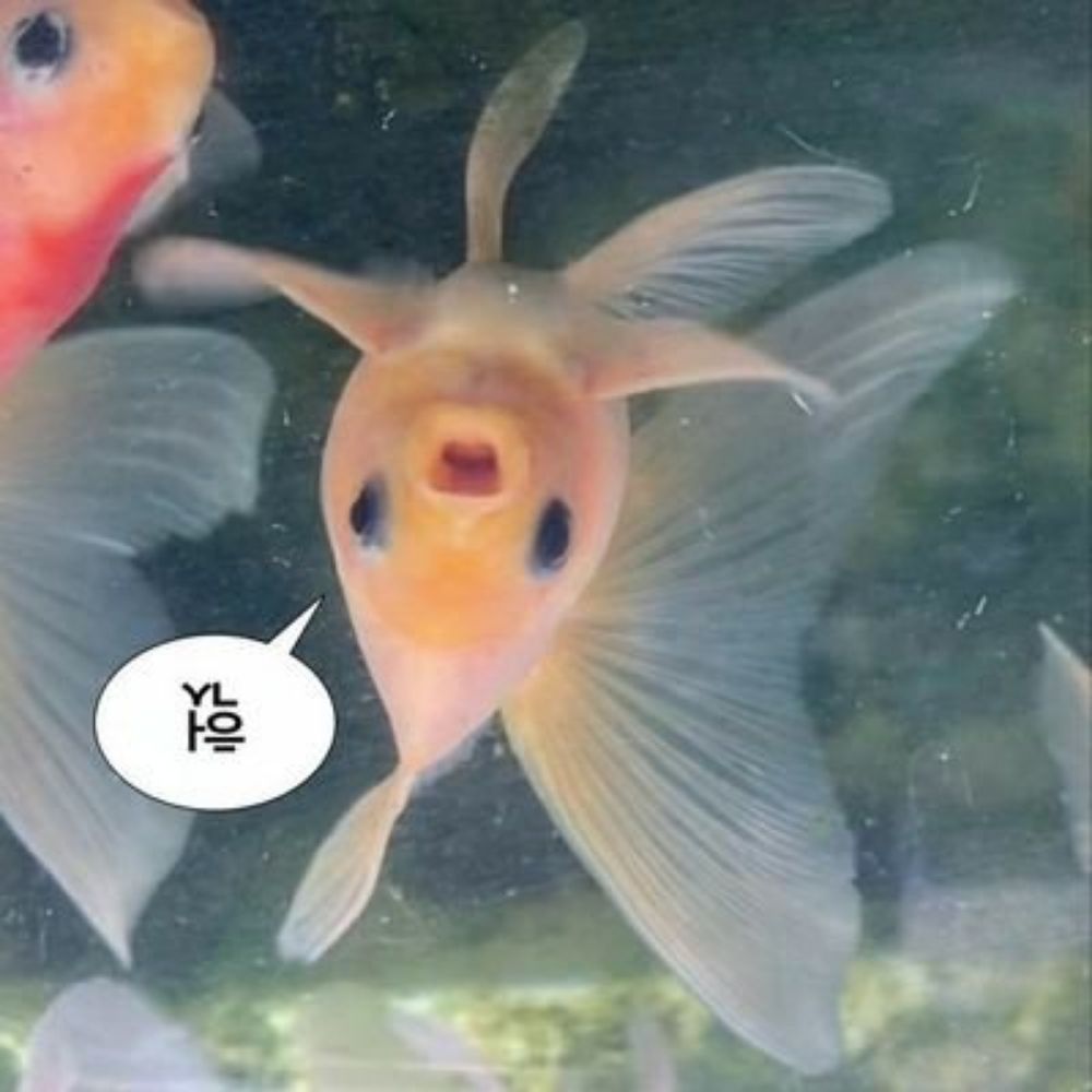 뒤집어진 금붕어🔒
