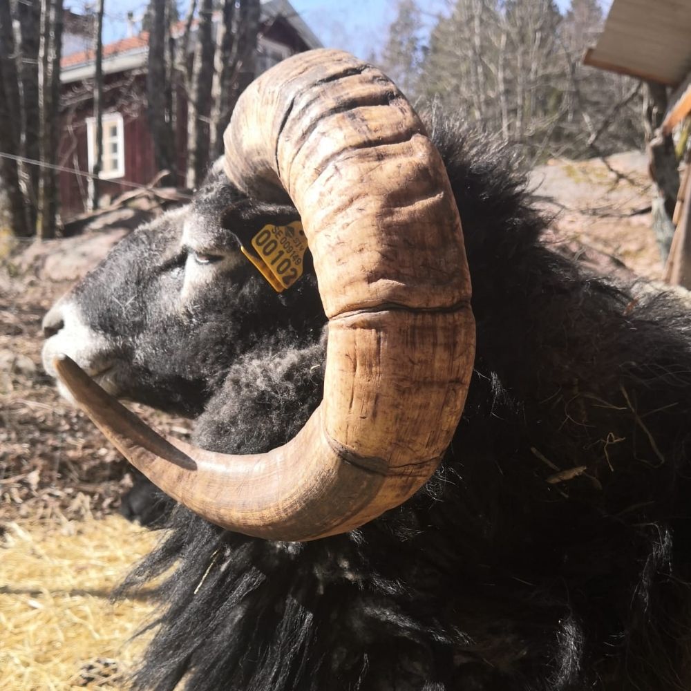Pär