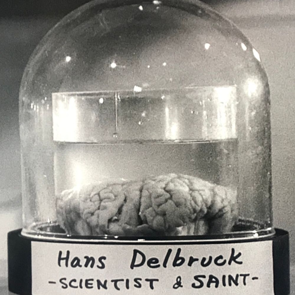 Michael Beckwith - Hans Delbruck's brain
