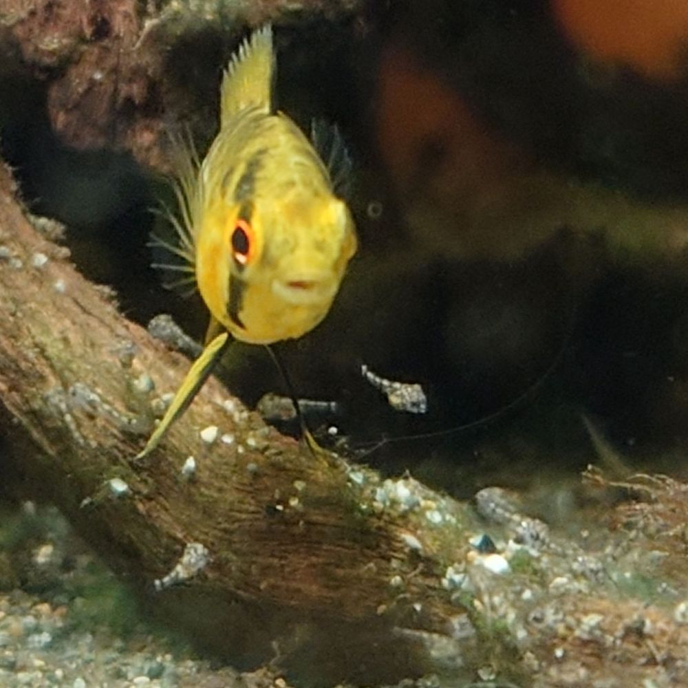 あぶく