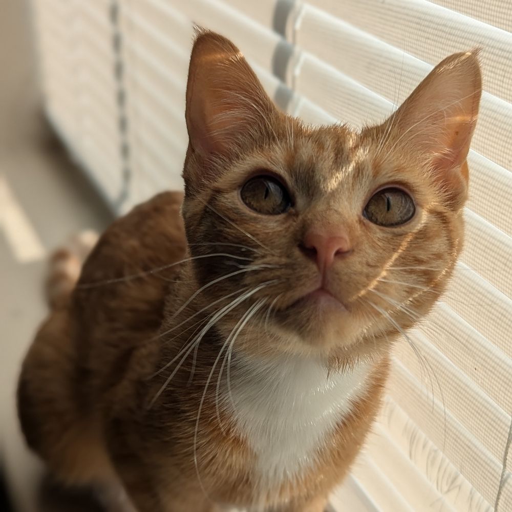 Jamal
