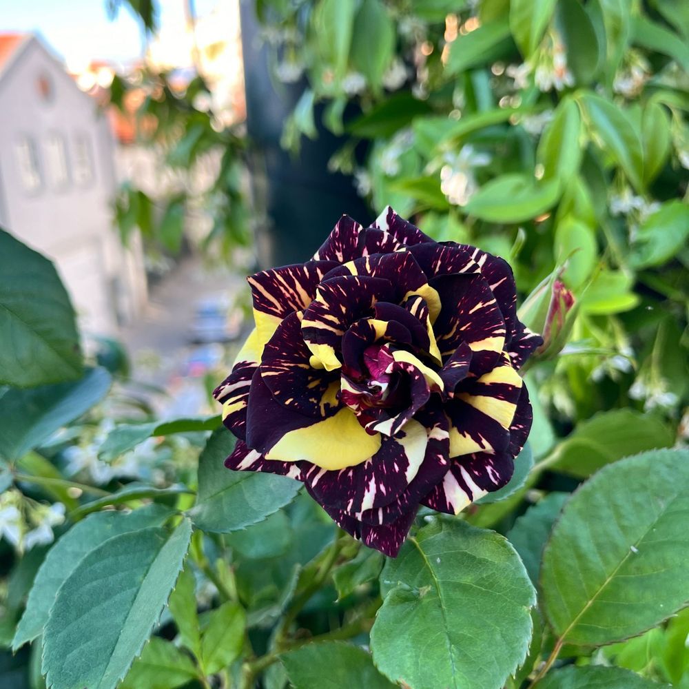 Jescher