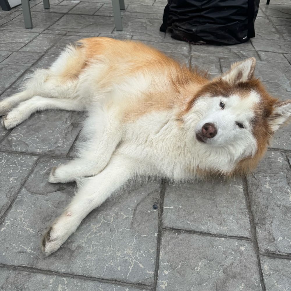 basedjumper.bsky.social