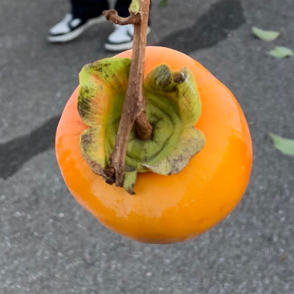 脳みソォイ‼️ソォイ‼️味噌ォイ‼️