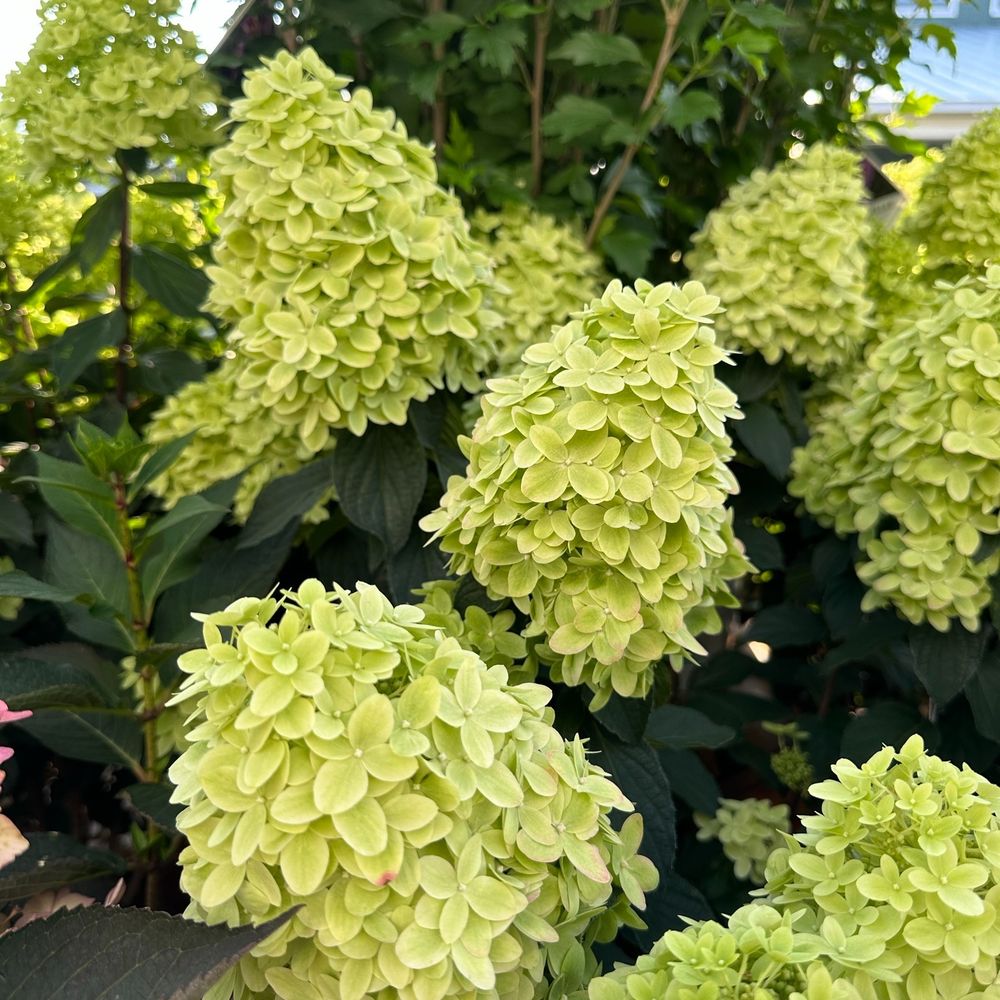 Garden Design
