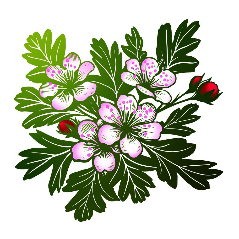 Gathering Thyme 