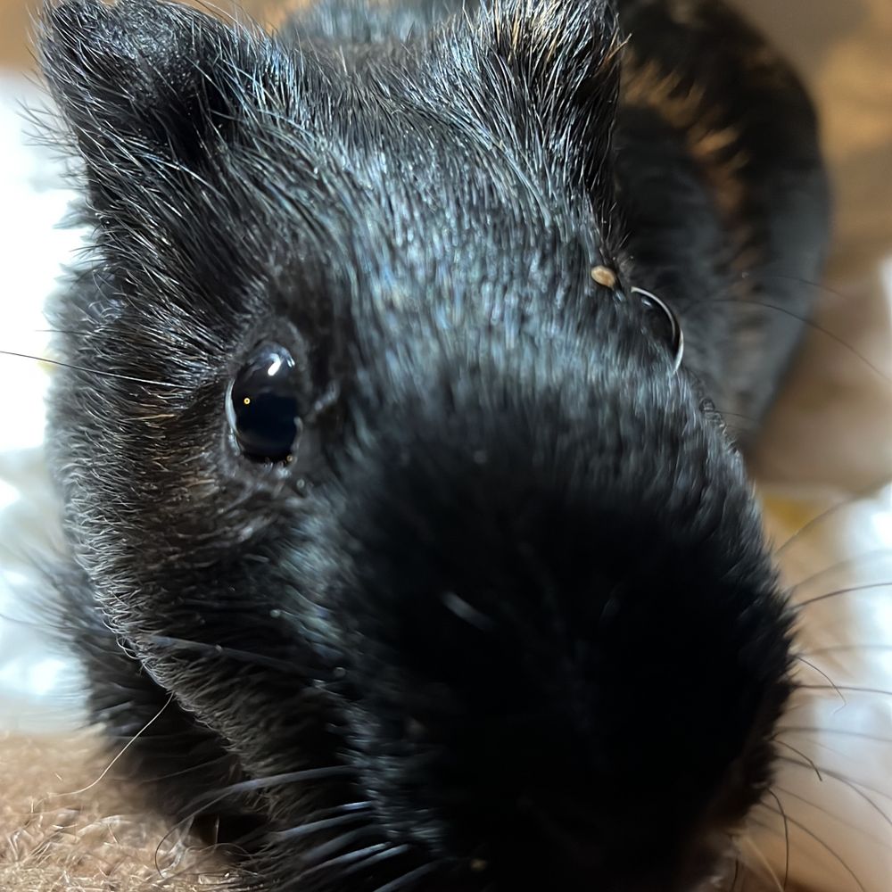 ilenia | guinea pigs