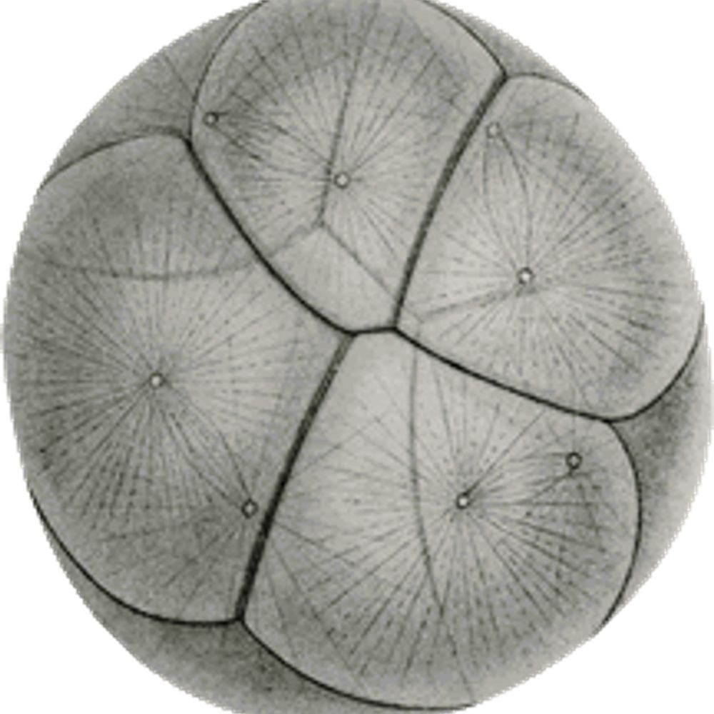 Embryo Project