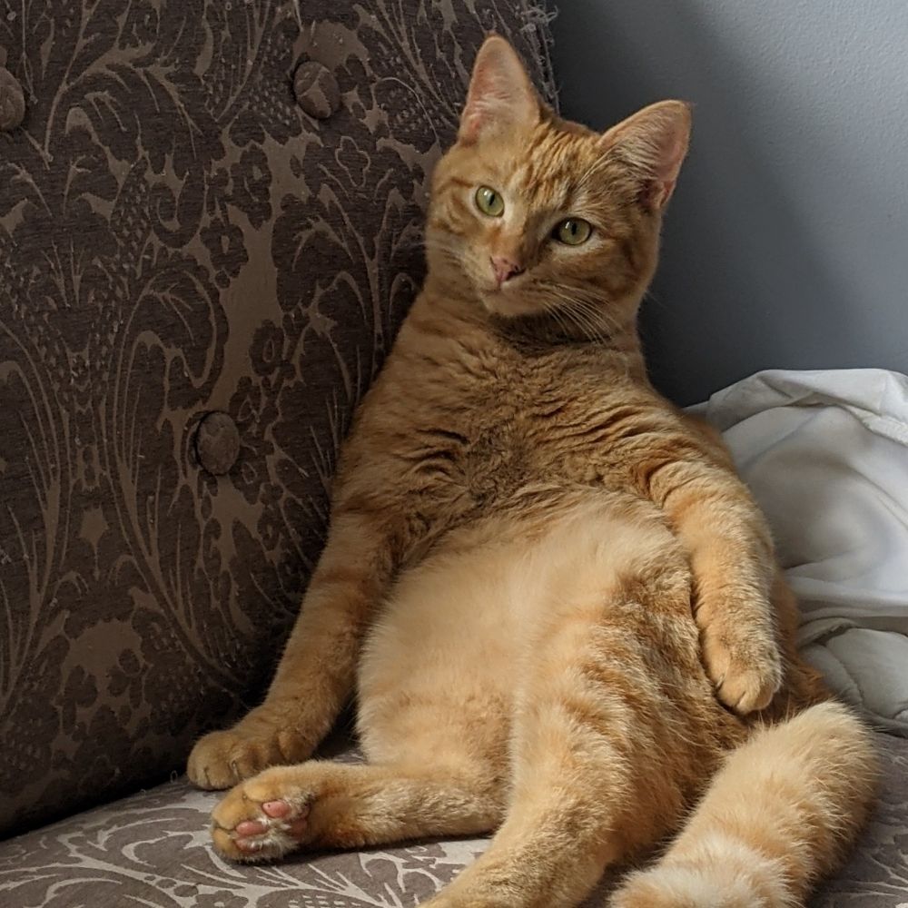Cara