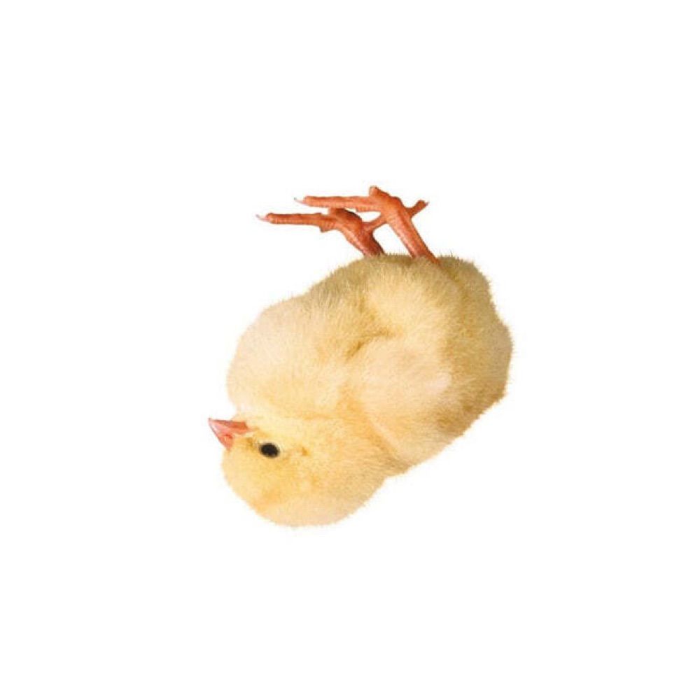 플립