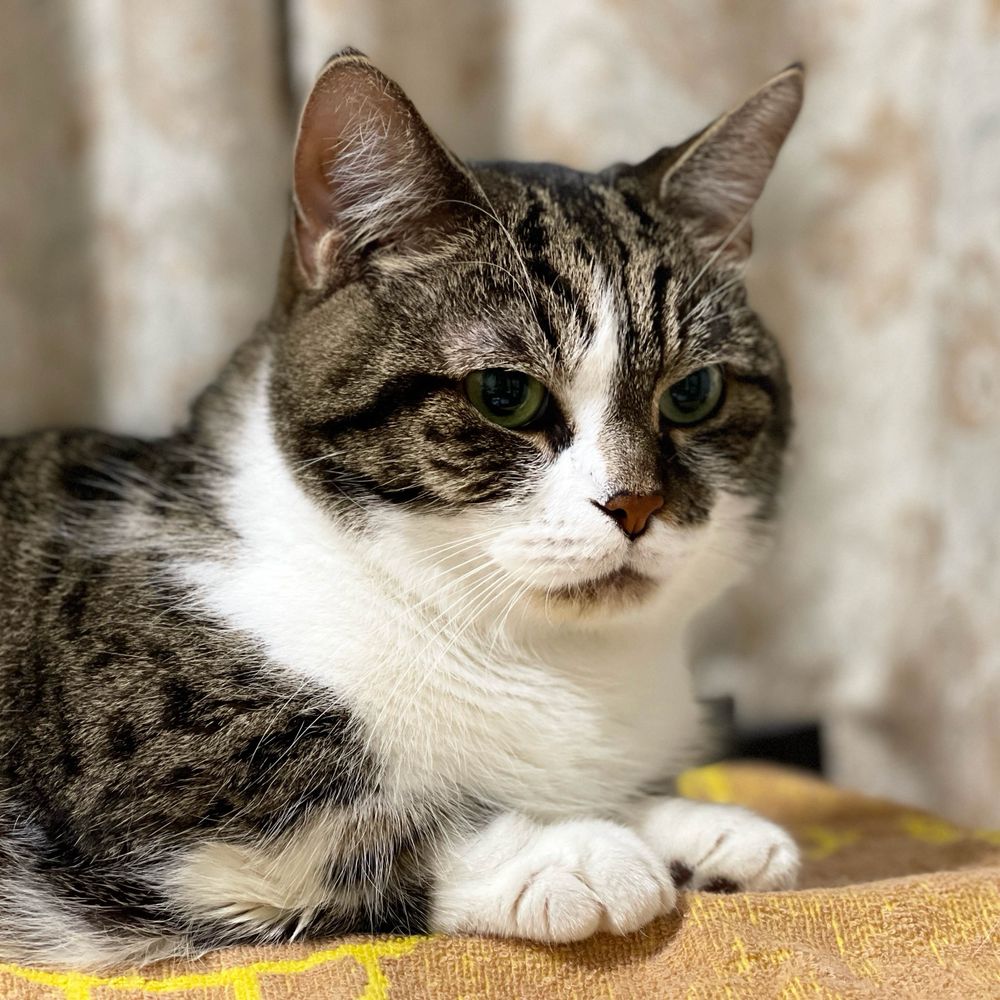 猫大好き