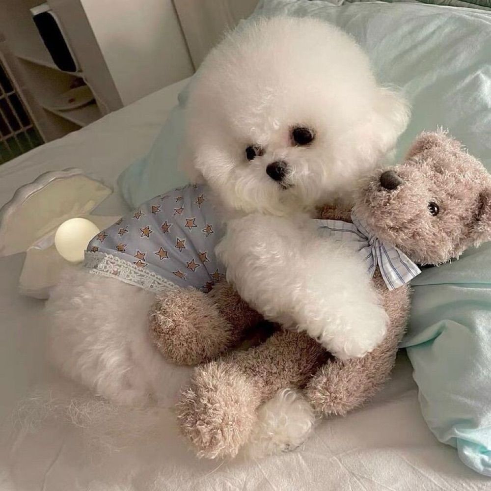 곰돌블🧸