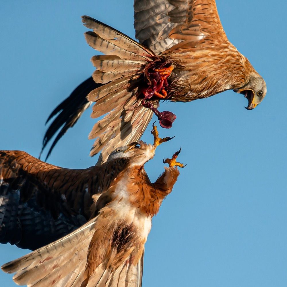 Argaty Red Kites