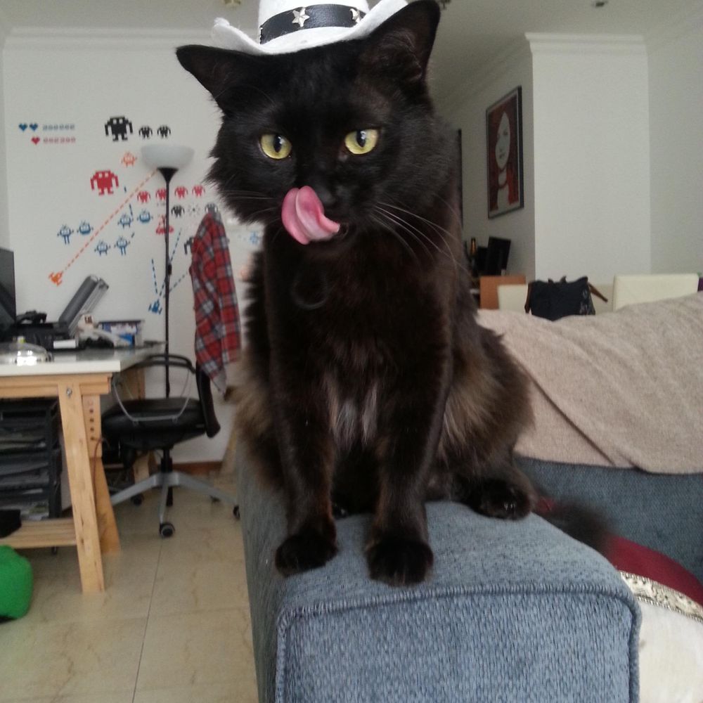 😻 Sneaky coconut cat with pretty hat 😻