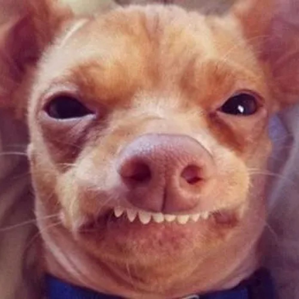 Funny Dogs