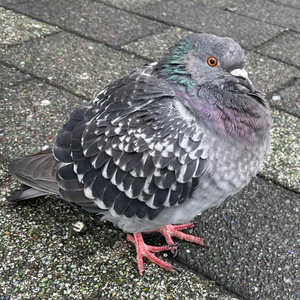 こや