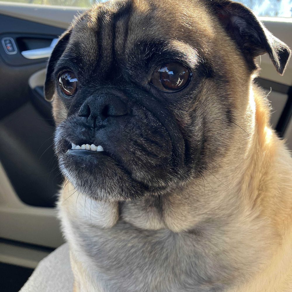 Pugs