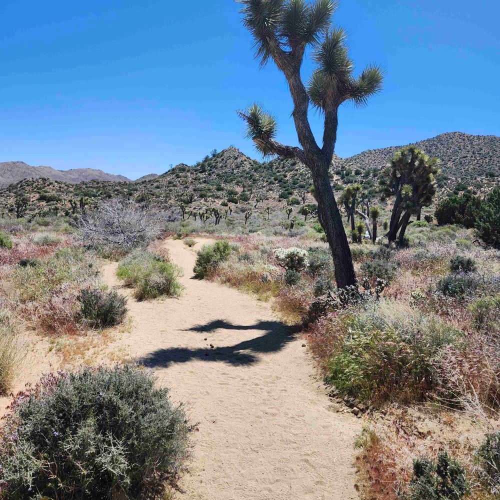Daily Joshua Tree