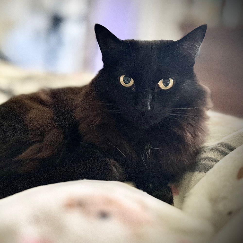 Basement Cat