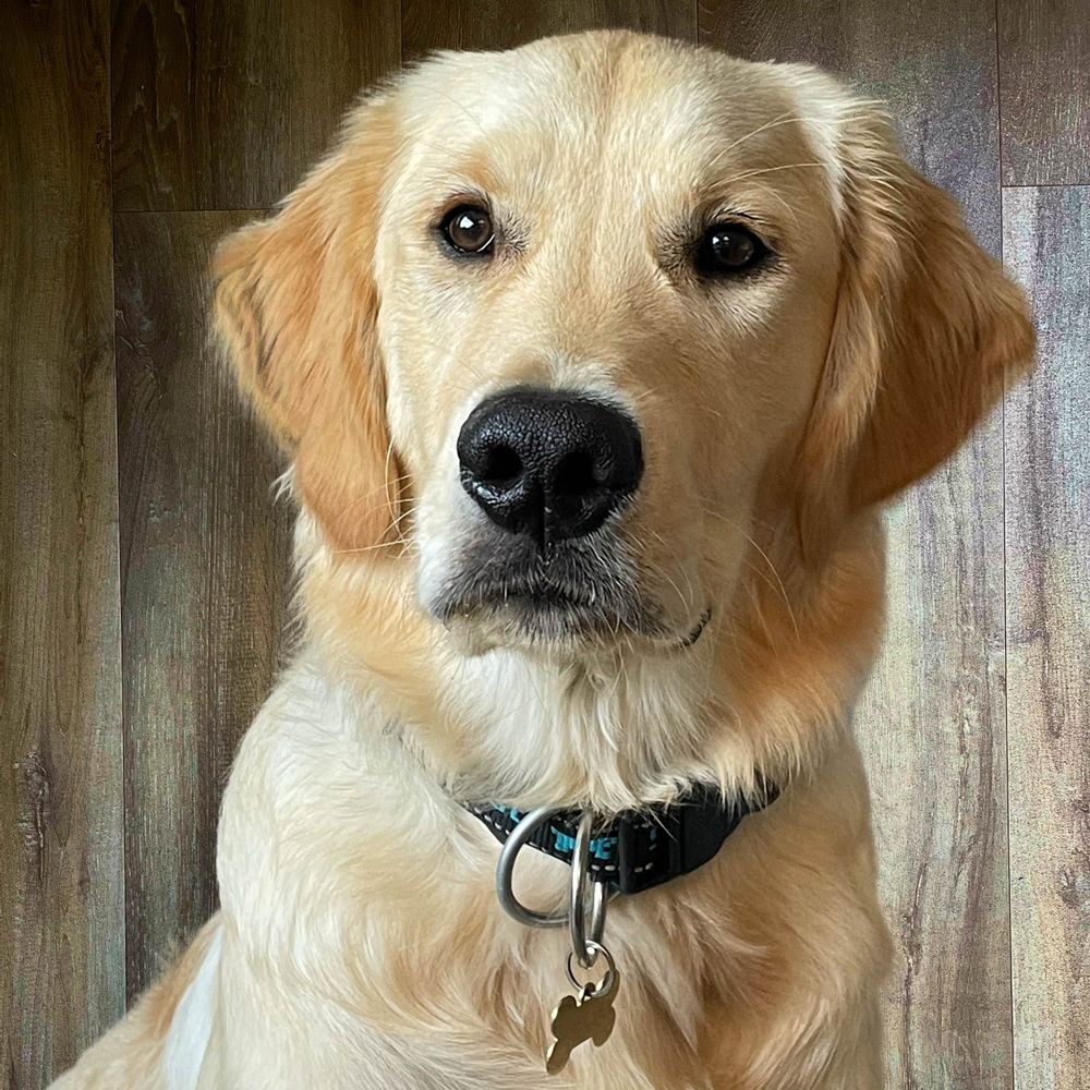 Ollie de Gouden Ophaler