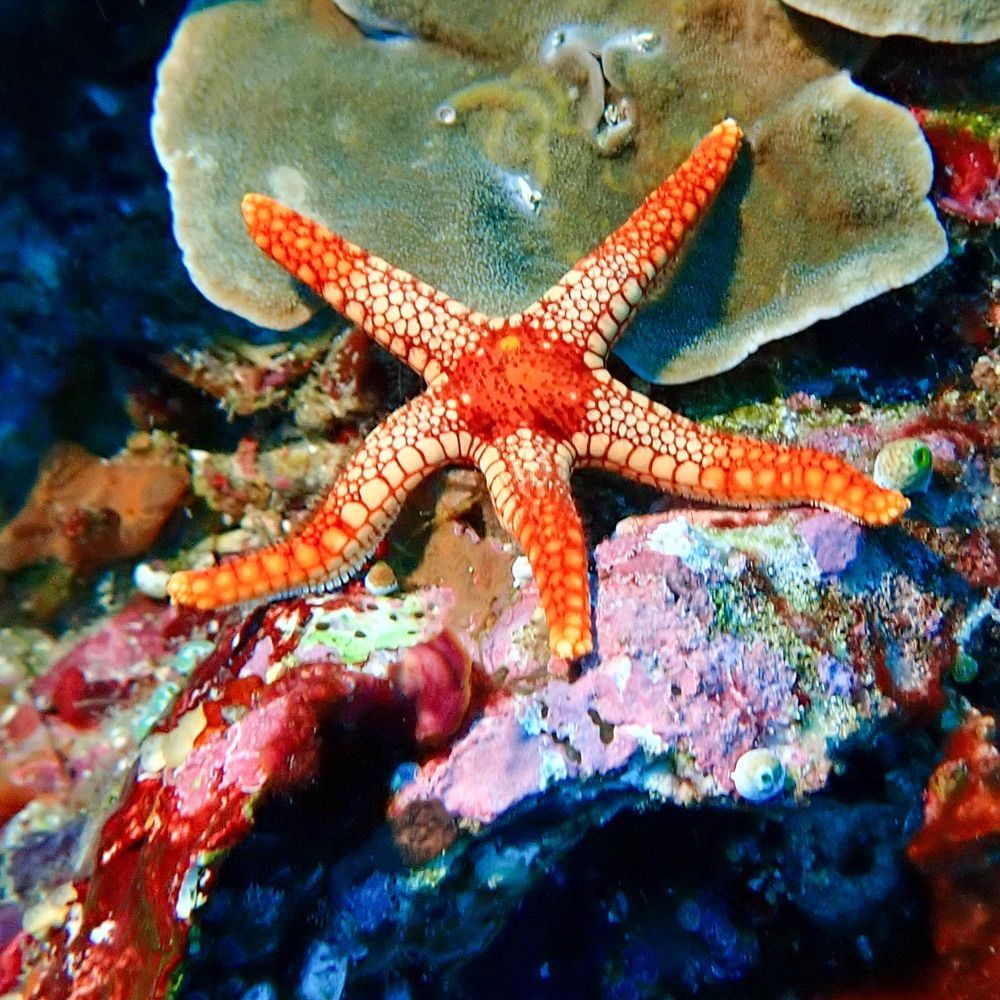 Homosapiens subaquatica