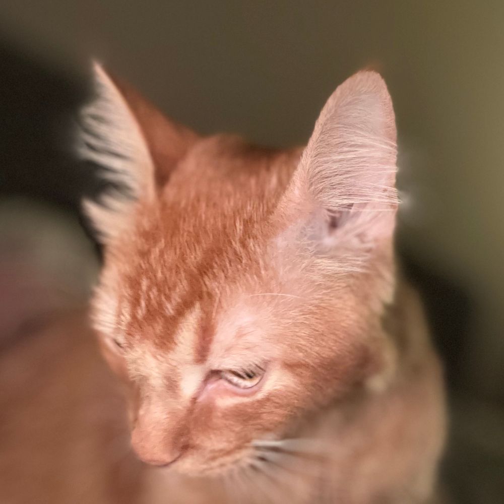 bec_meow