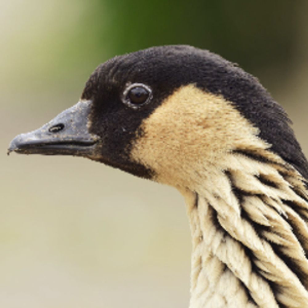wewtgoose