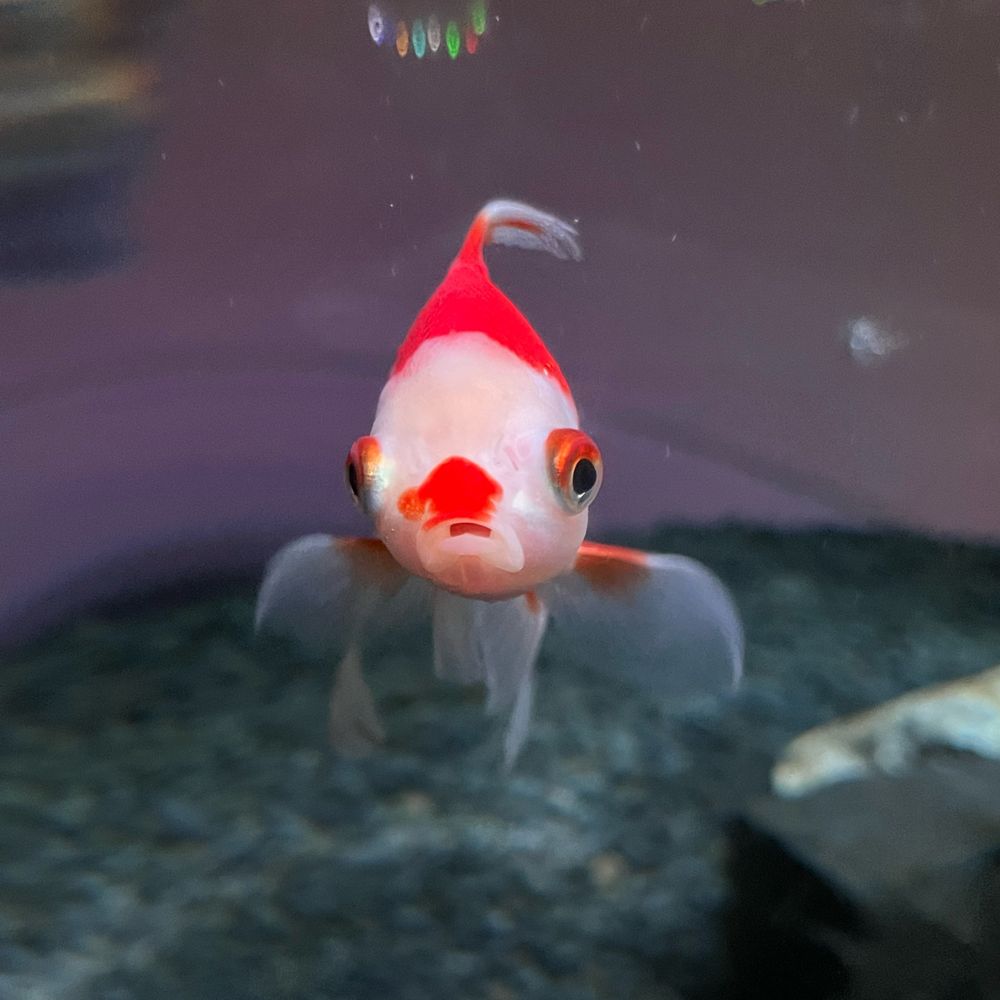ななんな