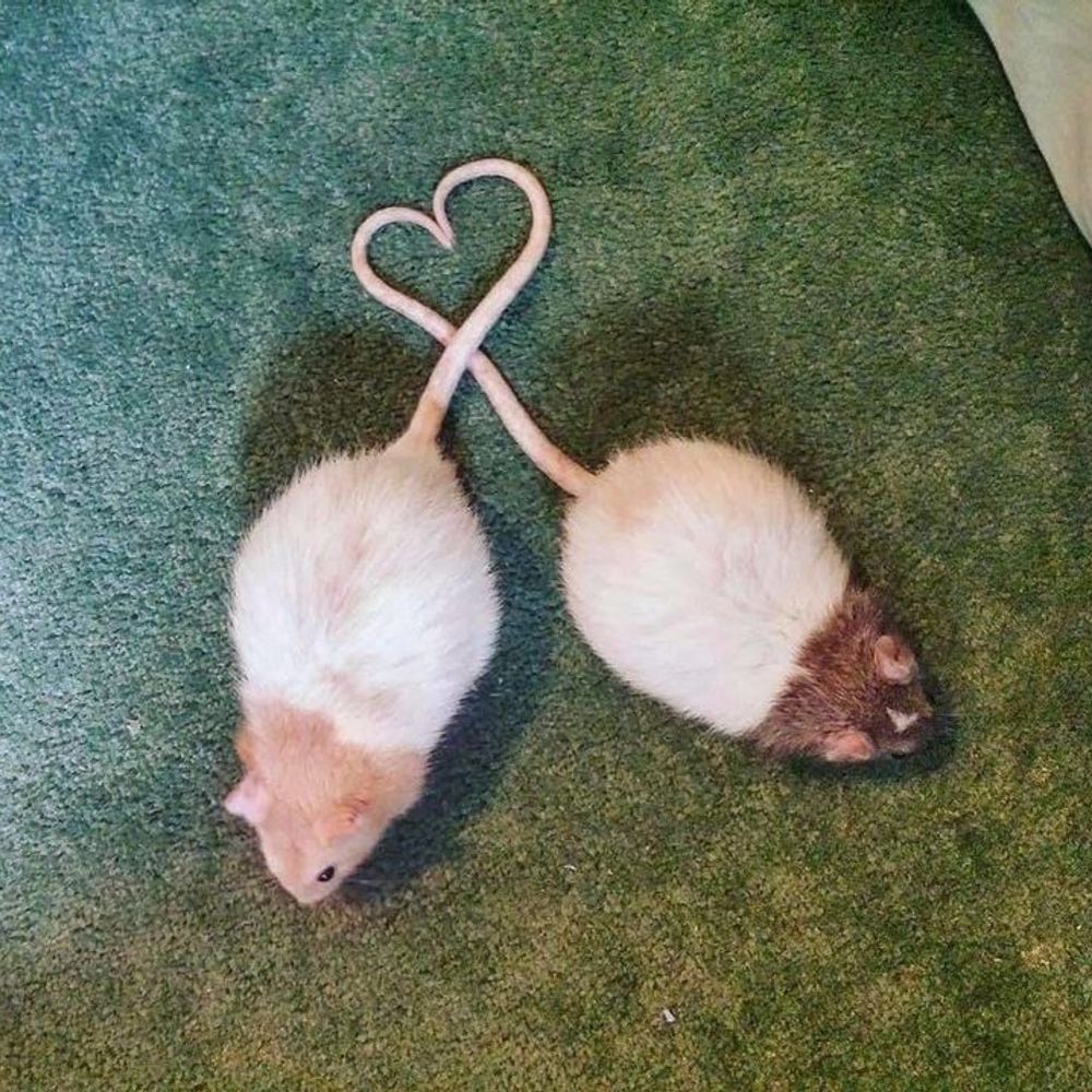 Ratolina