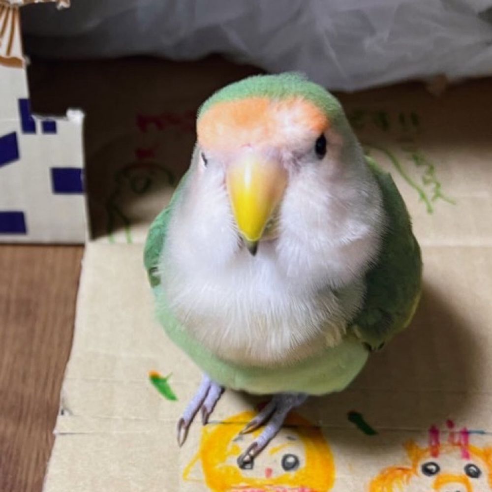 銀子のインコさん