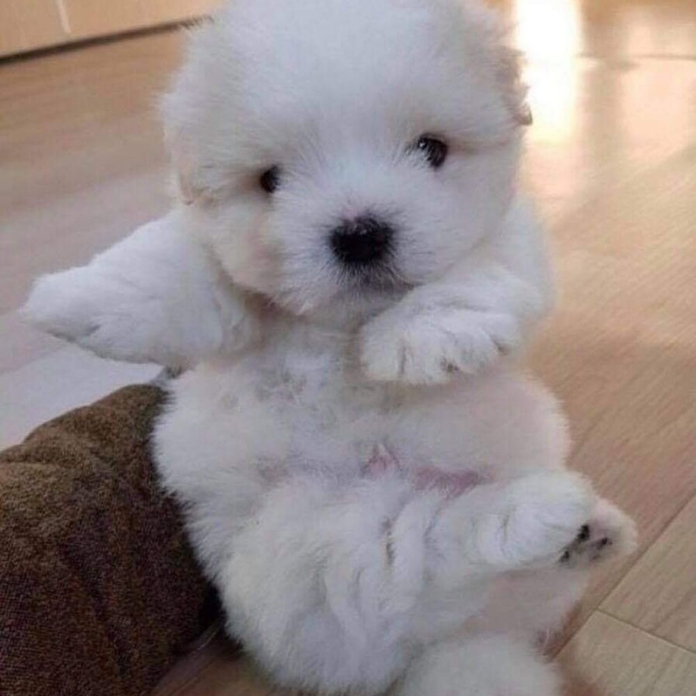 휴징
