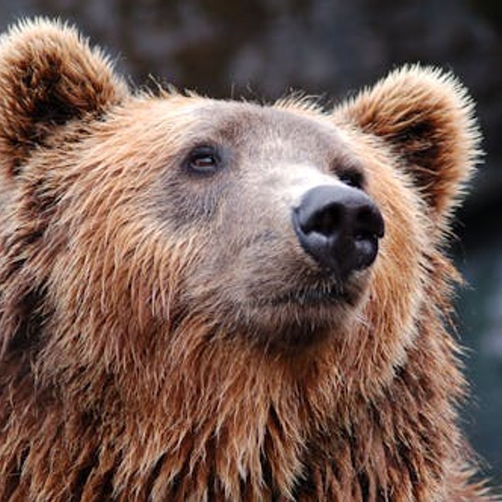 Atheist Bear