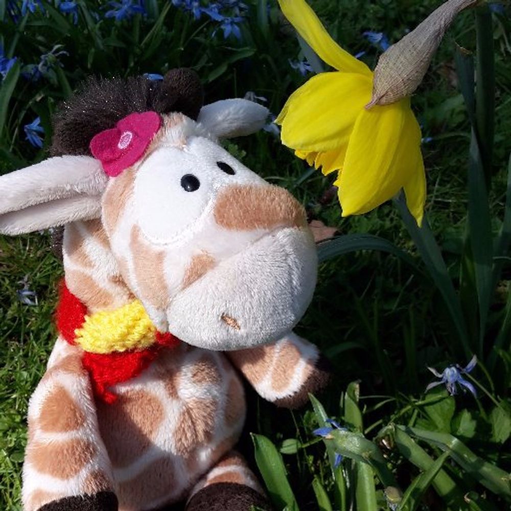 Debbie, die Begleitgiraffe 🦒