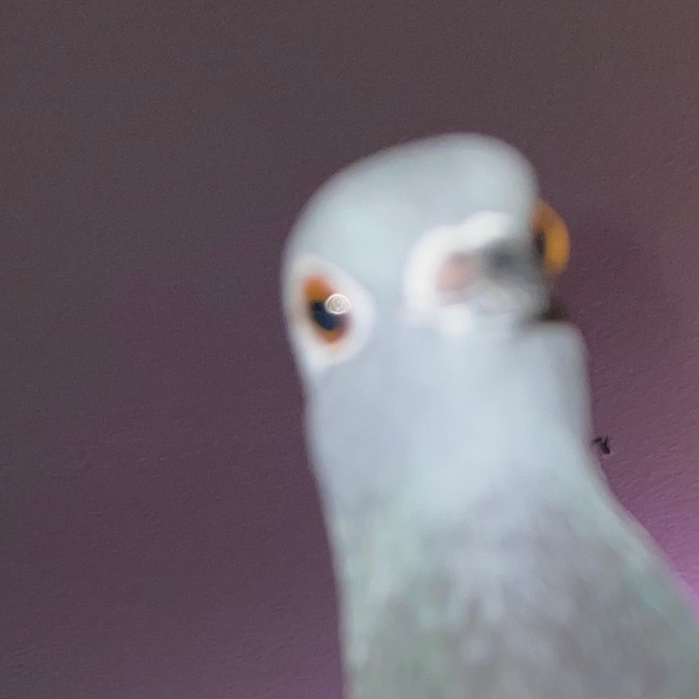 slug