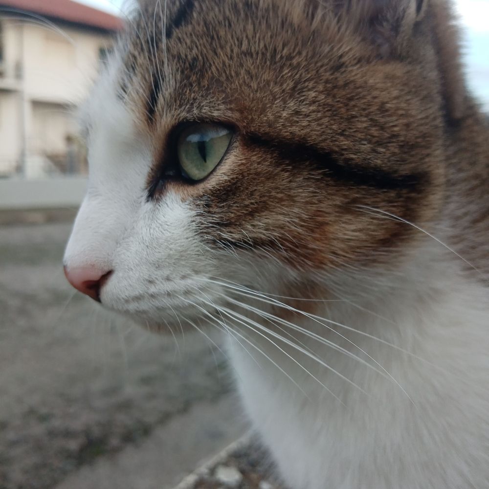 Kex