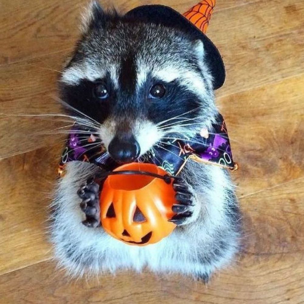 Juli 🕷️🕸️