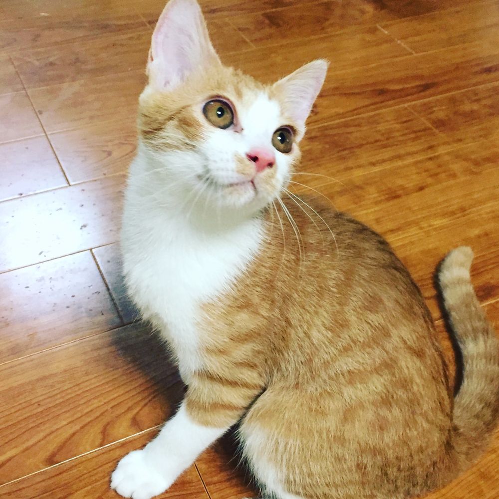 こしあん