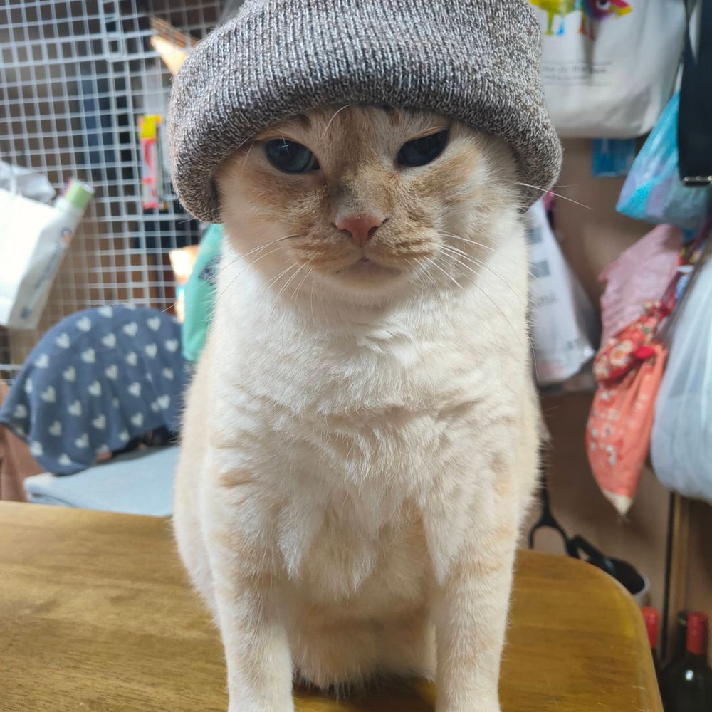 ただのもすこ