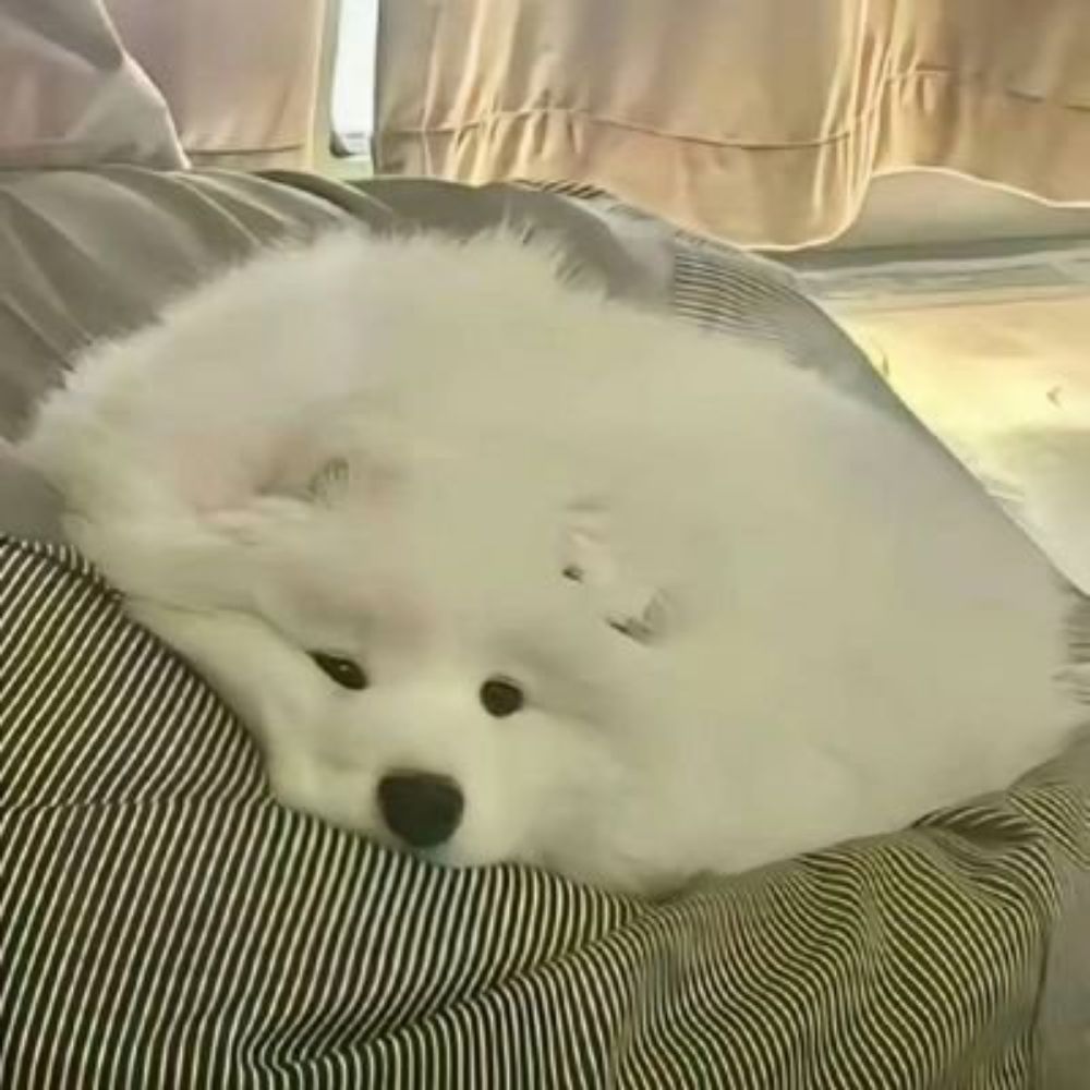 培根达斯💭