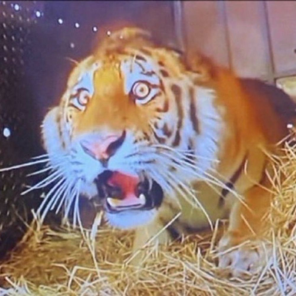 Renzo 🐅