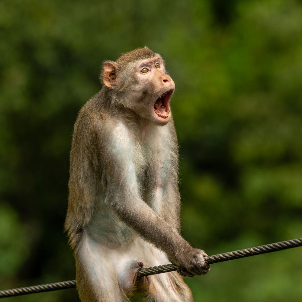 Monkey