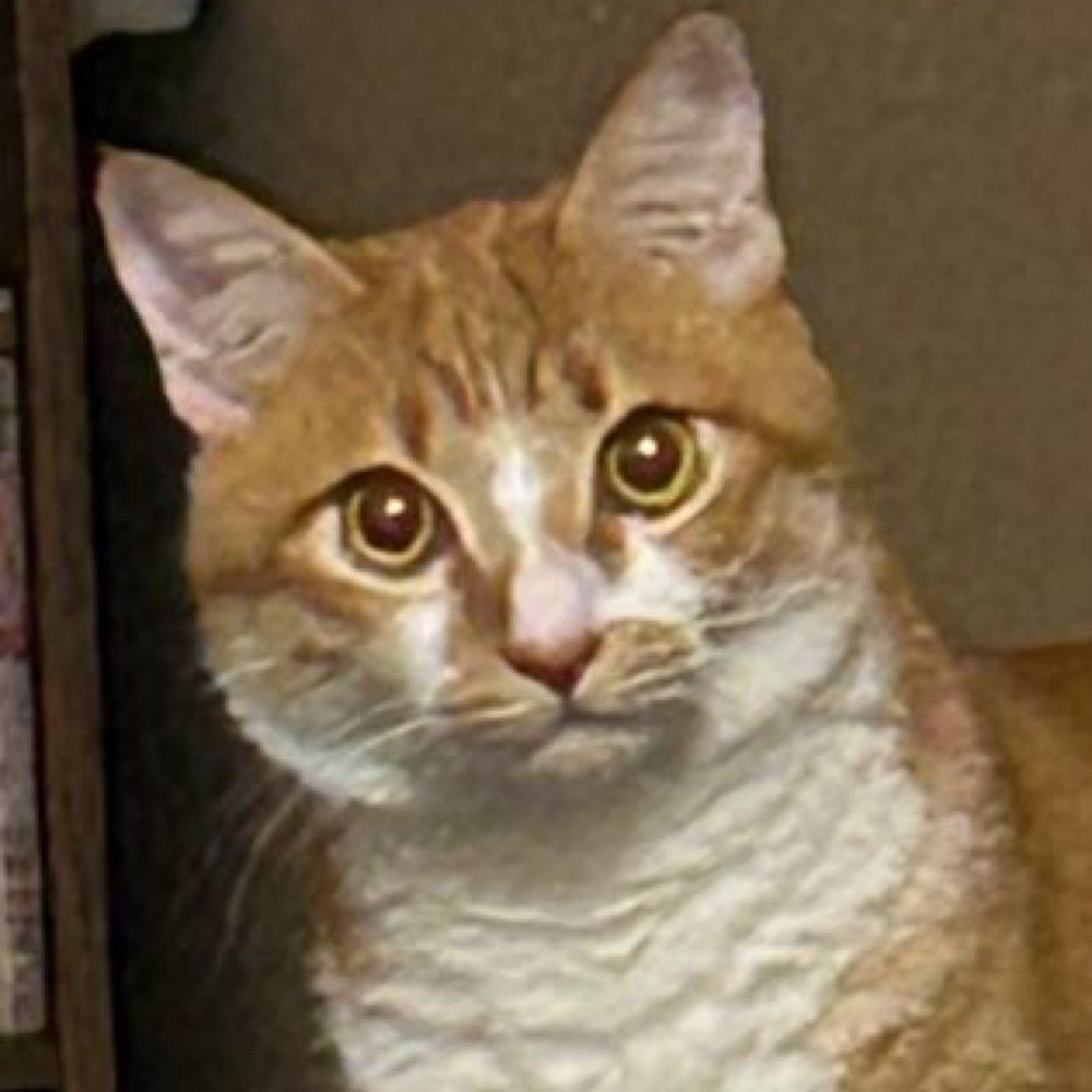 ジンジャーキャット夫人（避難先）