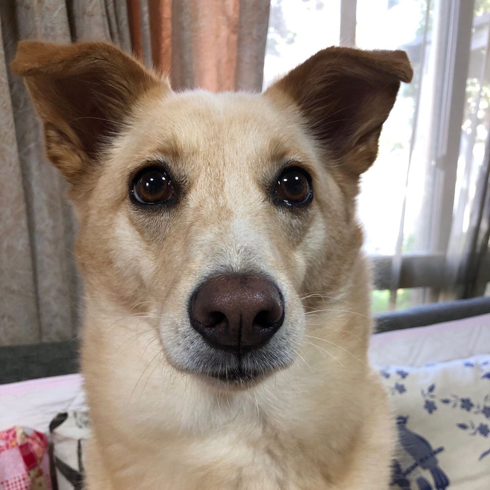 雑種犬りん