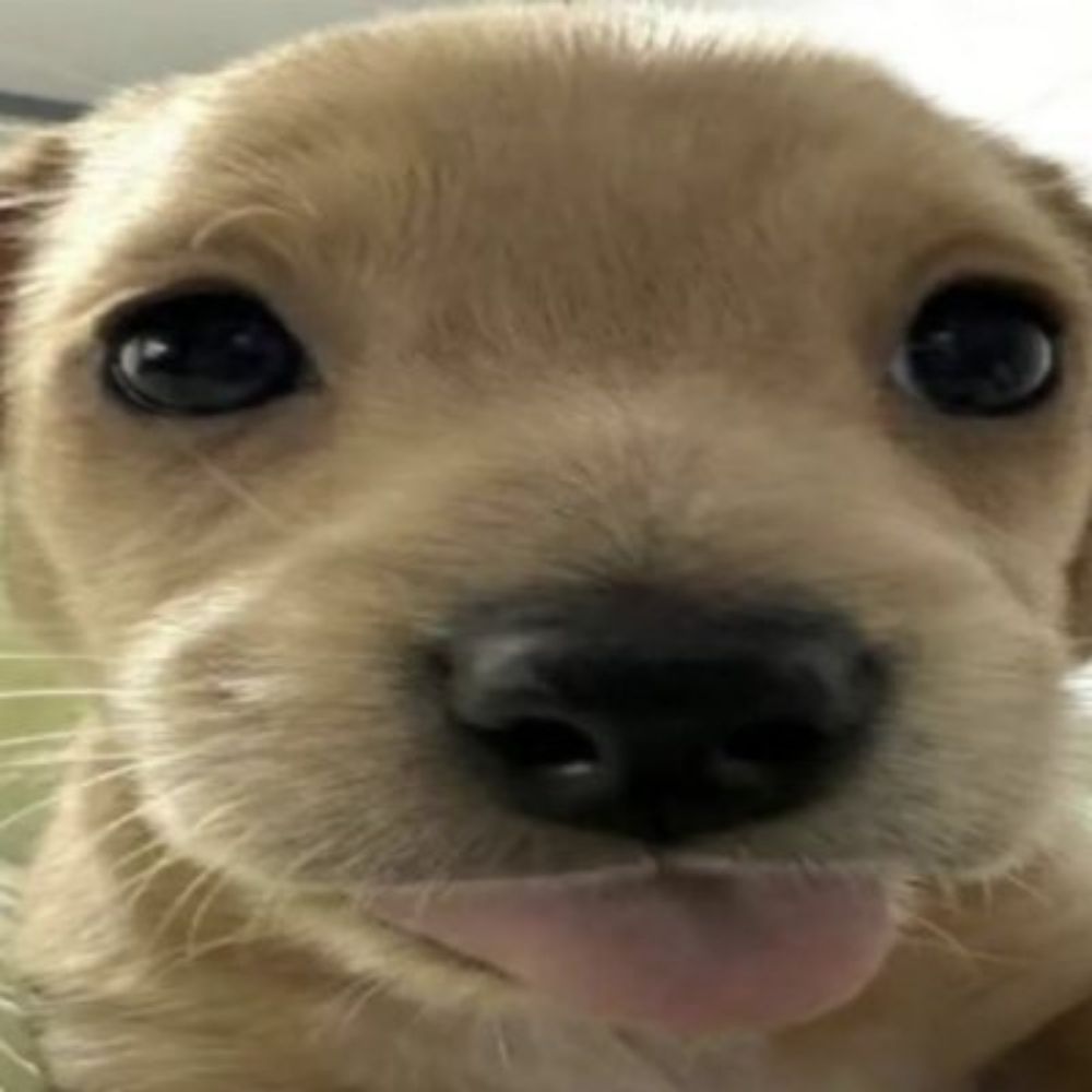 luc