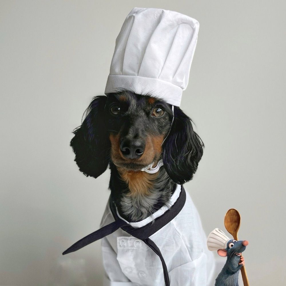 Nico 🌭 Mini Dachshund